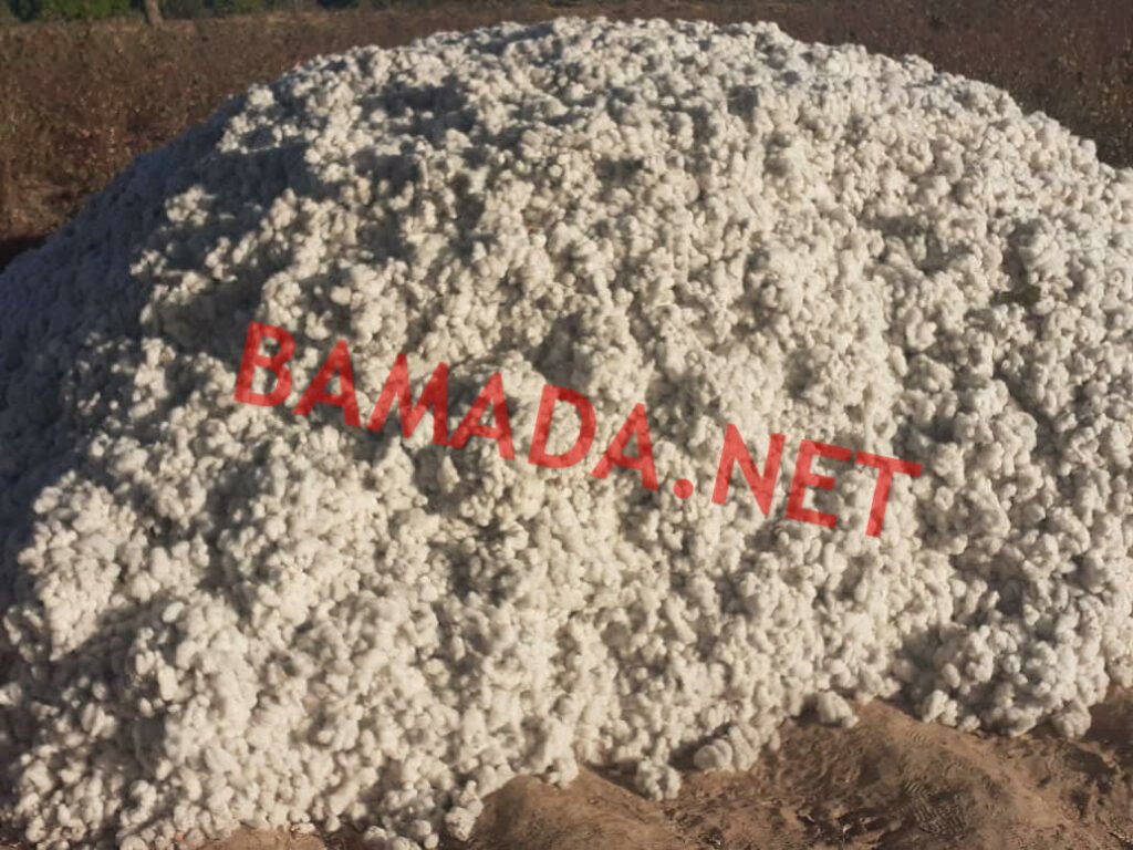 CAMPAGNE COTONNIÈRE 2025-2026 : LA PREMIÈRE BALLE DE COTON FIBRE PRODUITE CE 29 SEPTEMBRE PAR L’USINE CMDT DE KOUTIALA 1