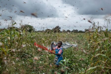 La ville de Gao envahie par des insectes