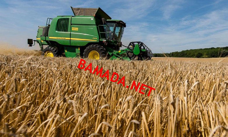 A Bankass, c’est le début de la récolte du mil