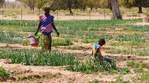 Les femmes rurales et le défi de l’accès aux terres cultivables