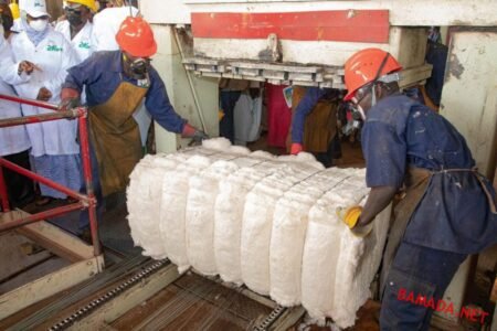 Journée mondiale du Coton : Le Mali réaffirme son leadership et son combat pour la valorisation de l’ »or blanc » africain.