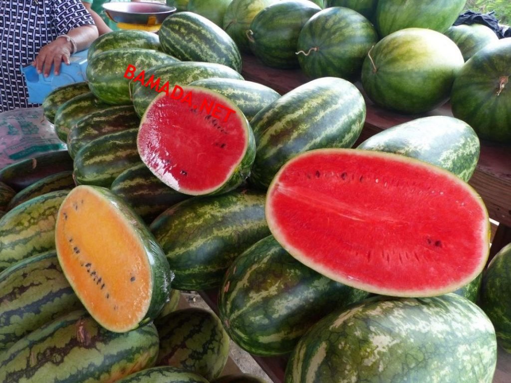 Kita : la campagne de pastèque débute avec des prix en hausse