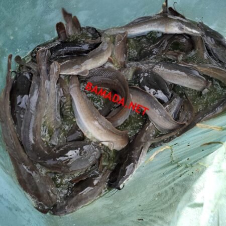 Inquiétude autour du marché de poissons