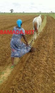 Campagne agricole 2025-2026 à Sikasso : de l’espoir malgré les difficultés !