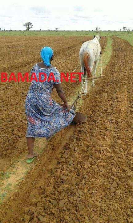 La prochaine campagne agricole se prépare déjà à Bankass