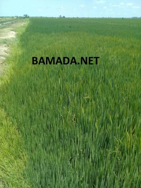 La production du riz en baisse à Macina